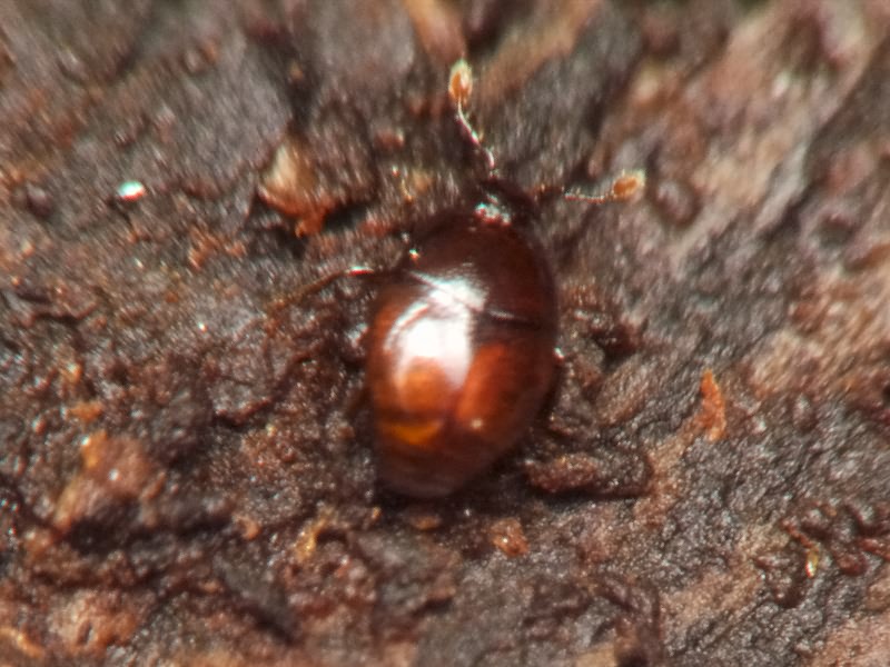 Acritus minutus (Herbst, 1791)